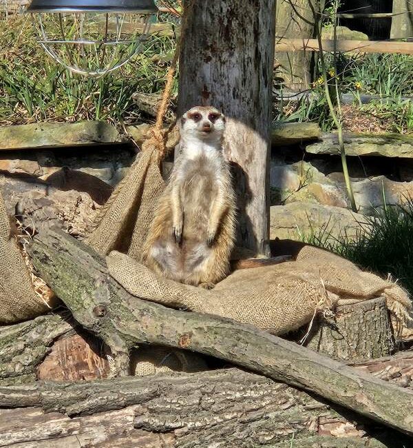 Chillen in der Frühlingssonne